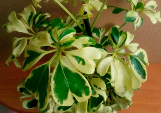 шефлера Бьянка