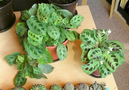 растение маранта, уход