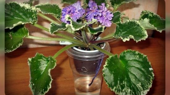 фитильный полив фиалок