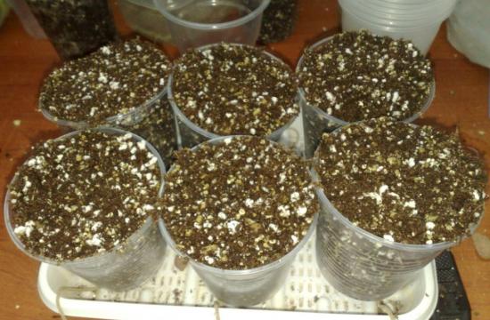 грунт для посадки фиалок