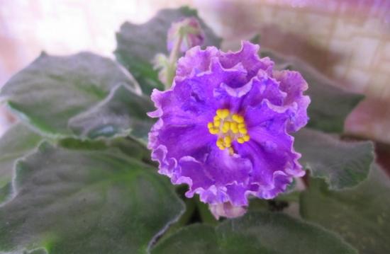 Фиалка болд пати герл спорт