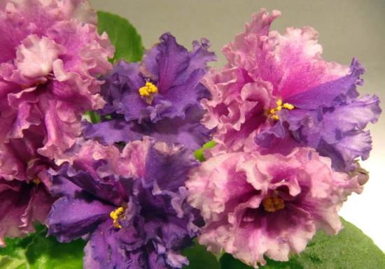 Фиалка болд пати герл спорт