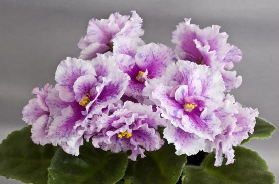 Фиалка болд пати герл спорт