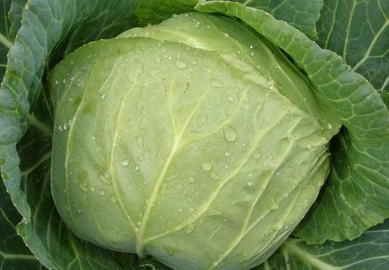 сорта капусты