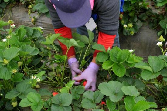 уход за клубникой
