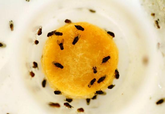 ловушки для мошек