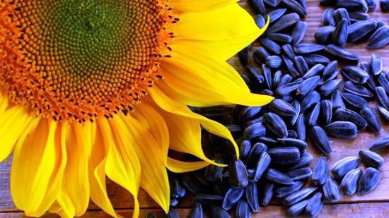семечки подсолнуха