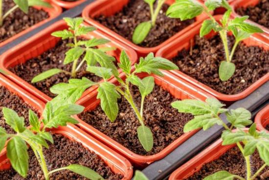 выращивание рассады