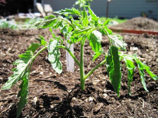 высадка рассады в открытый грунт