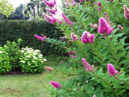 ландшафтный дизайн с цветущими спиреями