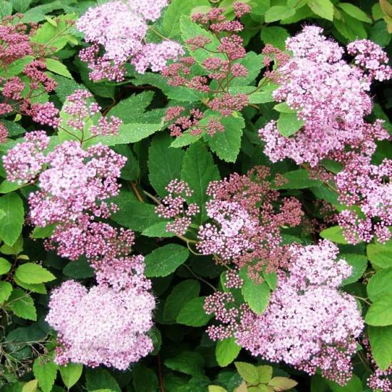 виды спиреи