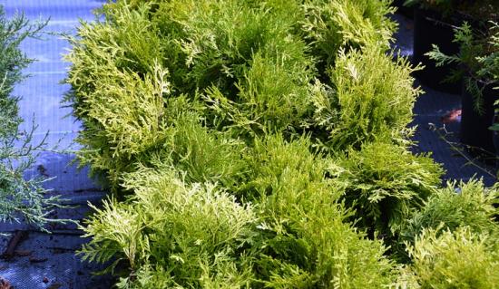 описание и фото туя западная голден глоб