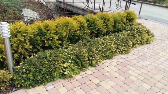 туя западная голден глоб вдоль дорожек