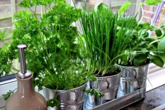 Как выращивать зелень в домашних условиях зимой без грунта?