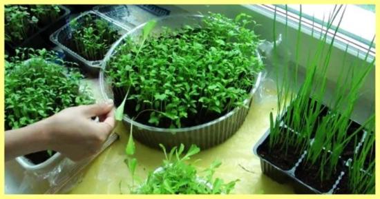 Как правильно выращивать зелень на подоконнике зимой?