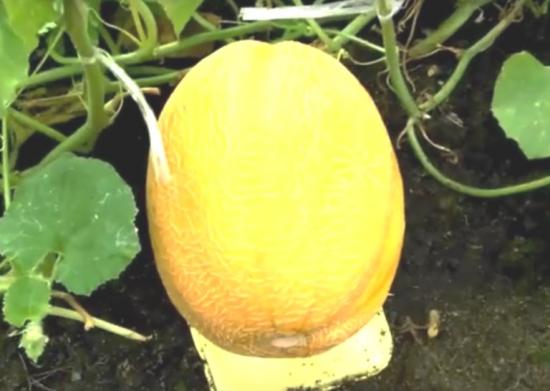 выращивание дынь