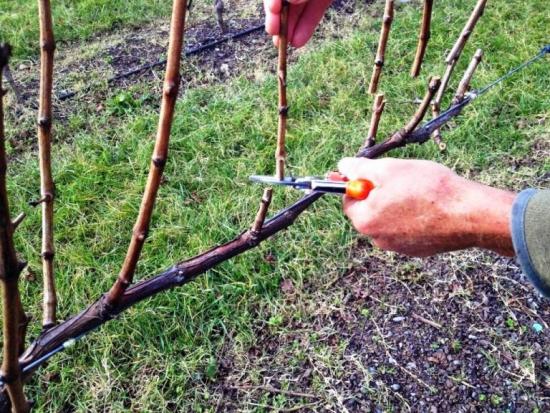 обрезка винограда