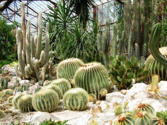 растения для зимнего сада