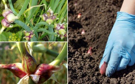 посадка лука