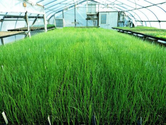 выращивание многоярусного египетского лука в теплице