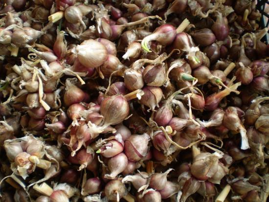 уборка урожая египетского лука