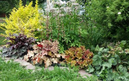 гейхера в ландшафтном дизайне