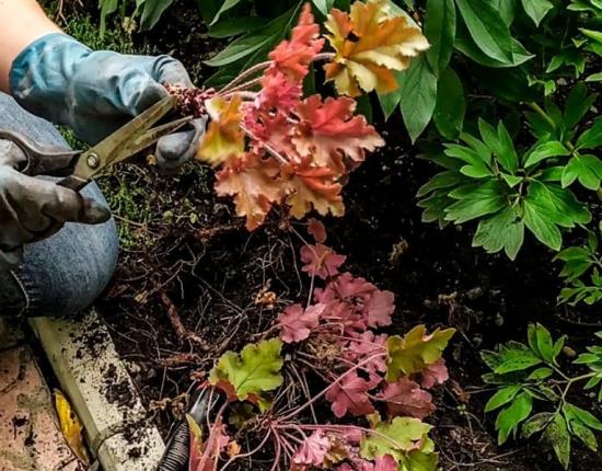 размножение гейхеры делением кустов