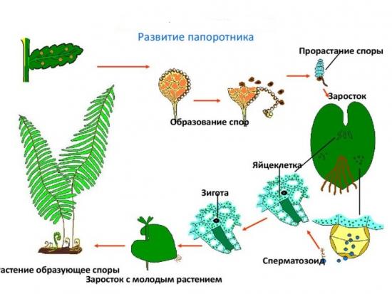 Размножение папоротника