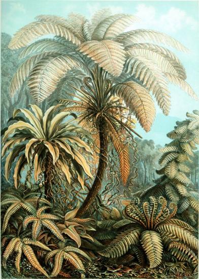 Папоротник - растение древнее