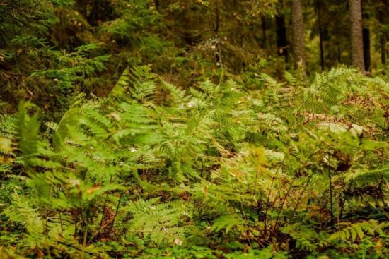 Папоротники в лесах средней полосы