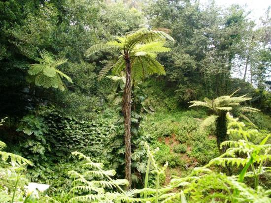 Гигантские папоротики, древовидные