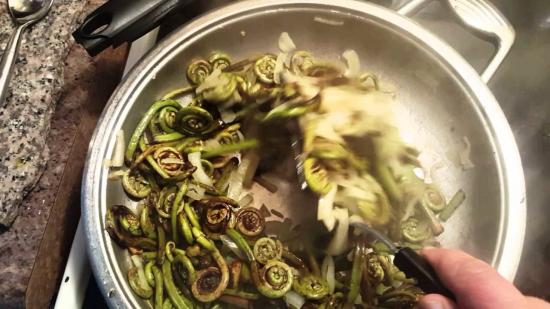 Лечебные свойства папоротника