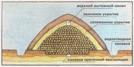 Способы хранения овощей и картофеля