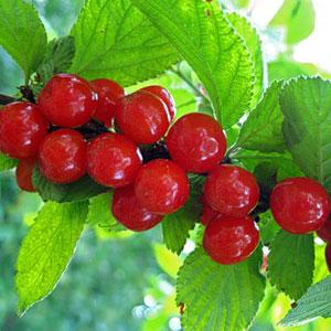 войлочная вишня