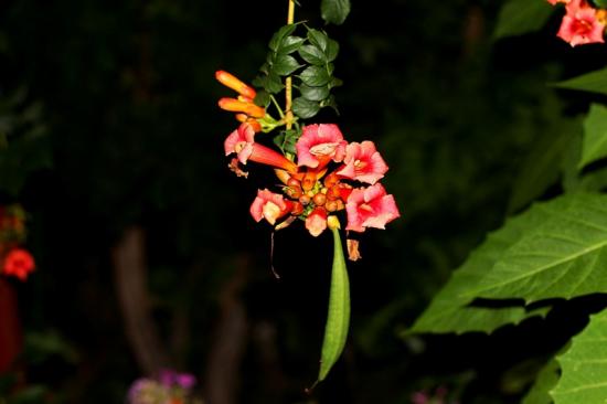 плоды Кампсиса