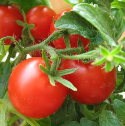 Как правильно посадить помидоры в открытый грунт. 50156
