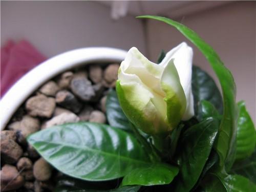 Гардения жасминовая Gardenia