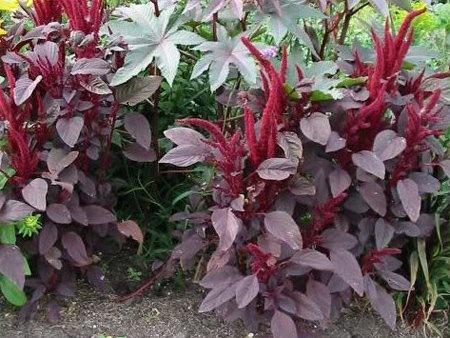 Амарант овощной