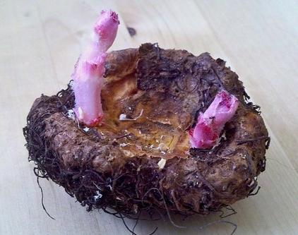 Бегония клубневая