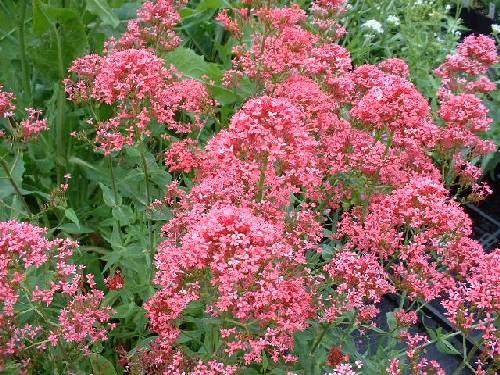 Кентрантус