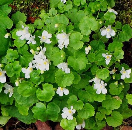 Цимбалярия