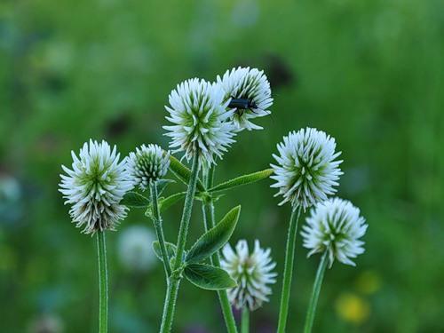 Клевер горный