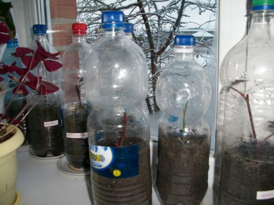 Черенкование