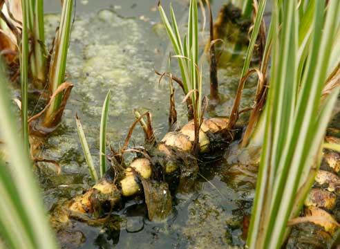Эффективность использования корня аира болотного