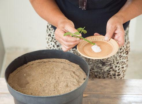 Когда Сажают Розы Черенками