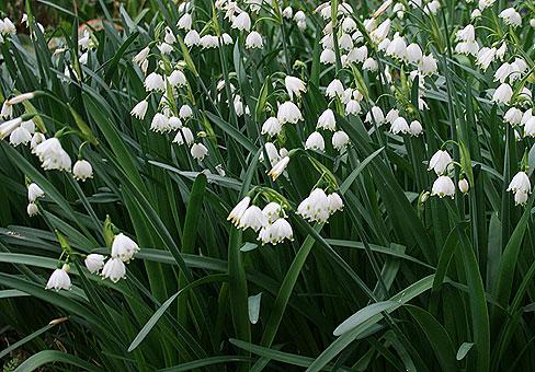 Белоцветник