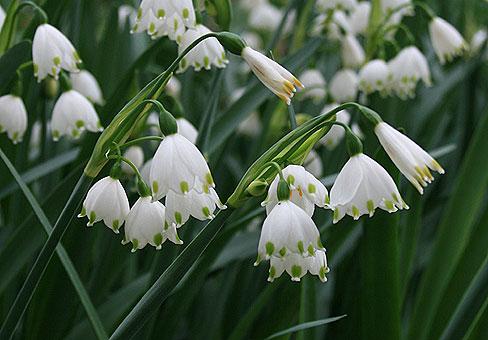 Белоцветник