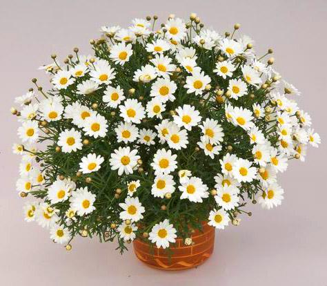 Аргирантемум