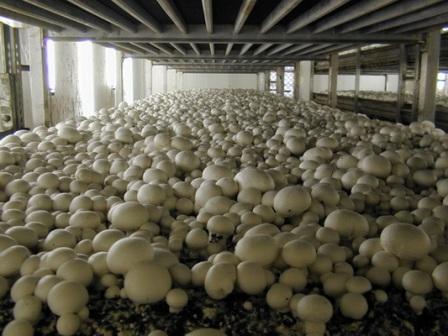 Шампиньоны: как вырастить грибы на грядке, в теплице, в домашних условиях – пошаговая инструкция