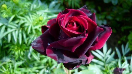 Black prince